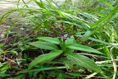 Andrographis producta